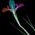 Iris tricolorore fond noir (Copier)