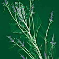 Herbes sauvages CMJN 30X45 (Copier) (Copier) (Copier)