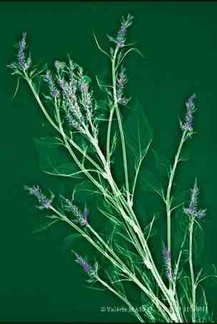 Herbes sauvages CMJN 30X45 (Copier) (Copier) (Copier)