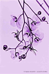 Orchidées mauves  reseize