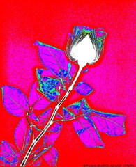 Rose  Mauve RX revisitée (Copier)