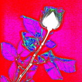 Rose  Mauve RX revisitée (Copier)