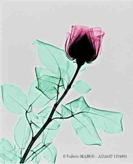 Rose RX. ien couleur (Copier)