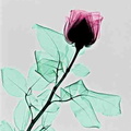 Rose RX. ien couleur (Copier)