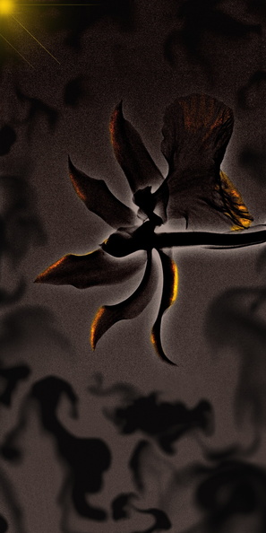 l orchidee noire et or 2.jpg