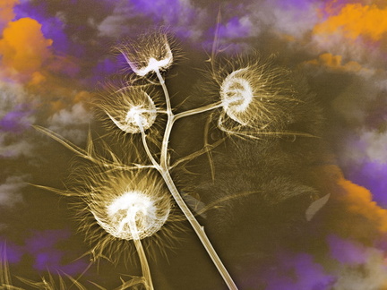 pas de chasse aujourd'hui