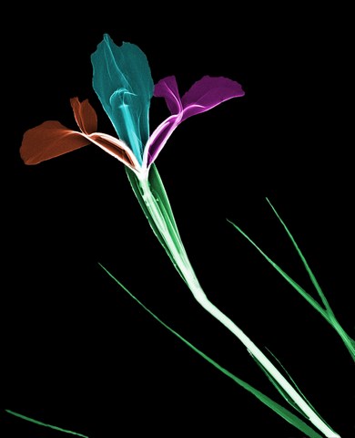 Iris tricolorore fond noir (Copier).JPG
